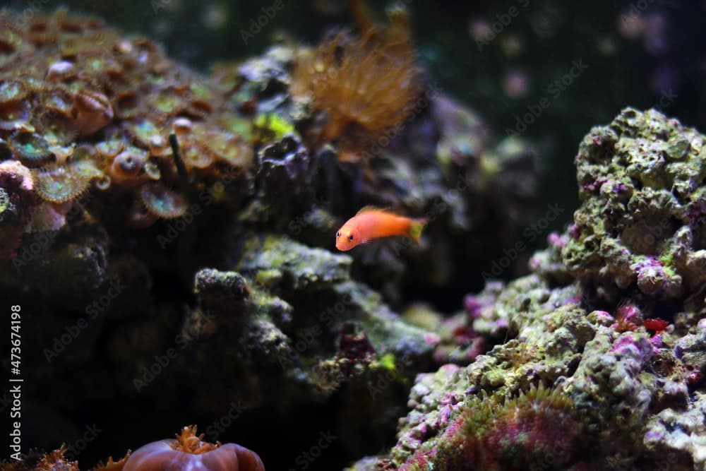 Elongate Orange Dottyback - (Pseudochromis elongatus)