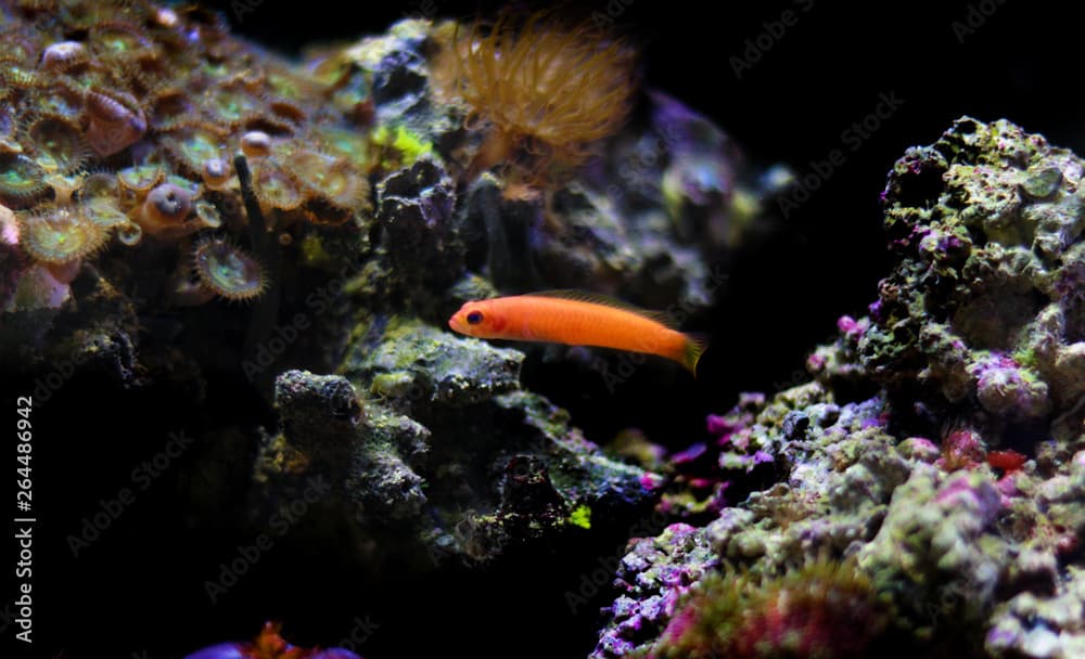 Orange Elongate Dottyback - (Pseudochromis elongatus)