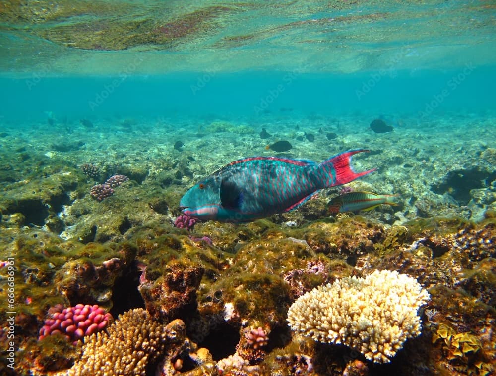 Tropical colorful fish - bicolour parrotfish (Cetoscarus bicolor) and wrasse in shallow ocean. Seascape with corals and fish. Marine life, underwater photography from snorkeling.