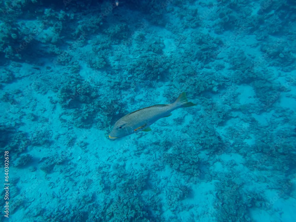 Interesting inhabitants of a coral reef in the Red Sea