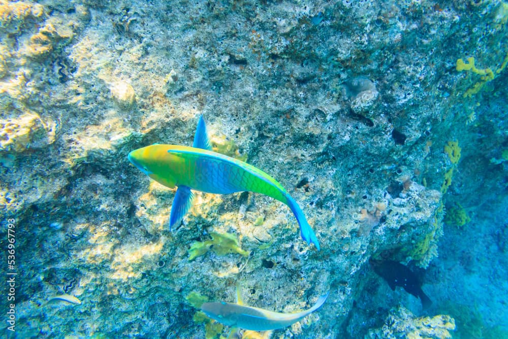 Rusty parrotfish (Scarus ferrugineus) in the Red sea, Egypt