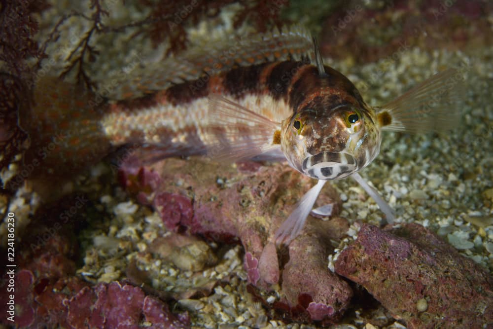 U mark sandperch