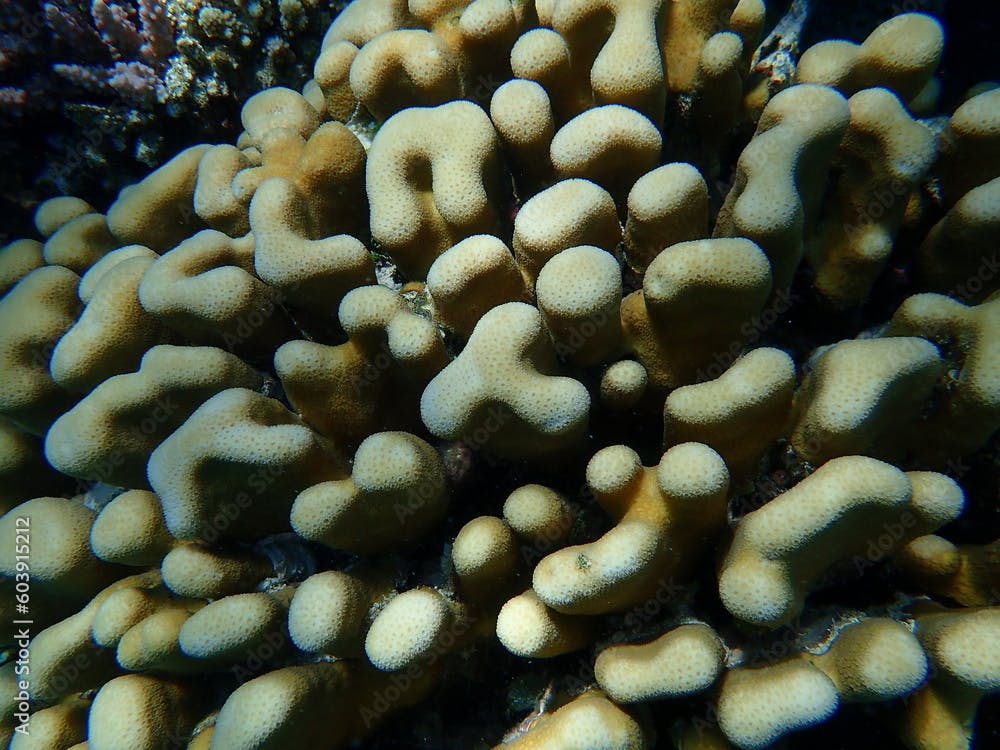 Stony coral Knob coral (Goniastrea stelligera. Previously called Favia stelligera) undersea, Red Sea, Egypt, Sharm El Sheikh, Nabq Bay
