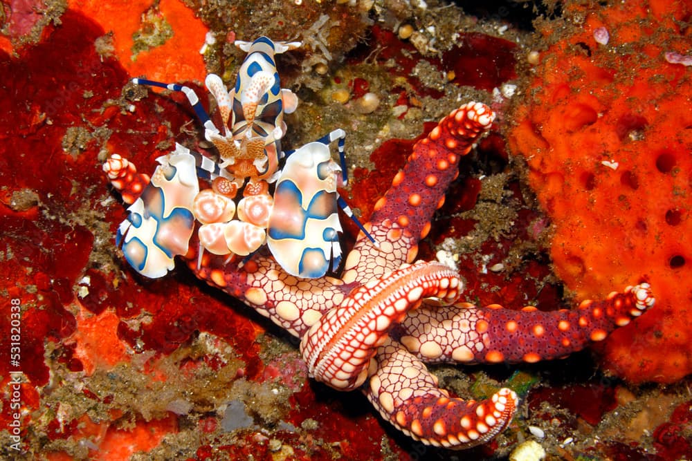 Harlequin Shrimp, Hymenocera picta, with sea star food, Fromia monilis