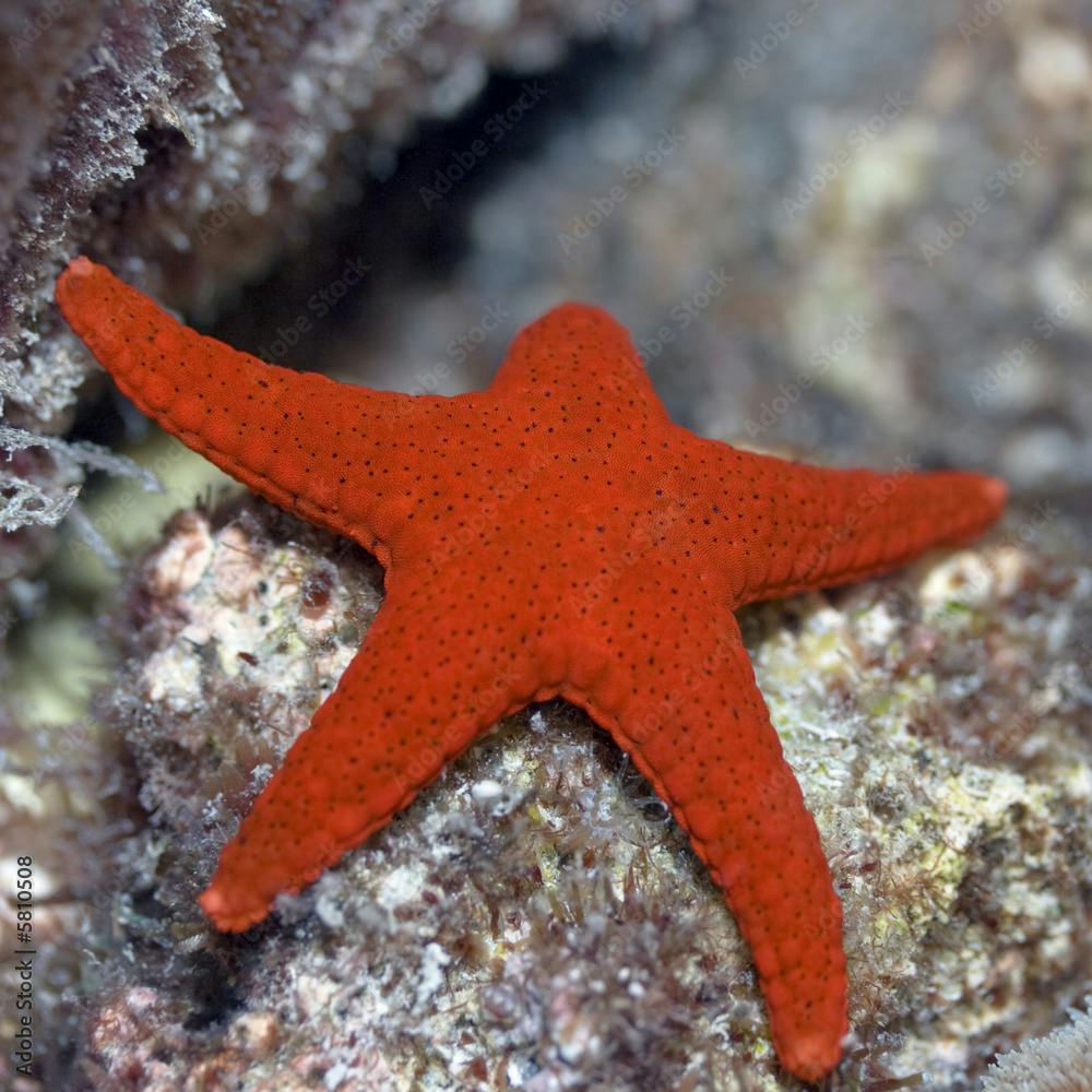 Red starfish (Fromia elegans).