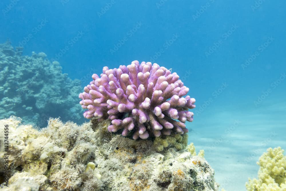 coral reef with pink finger coral in tropical sea, underwater