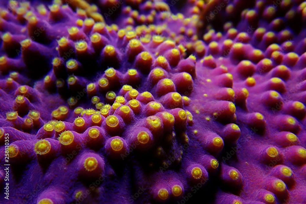 Underwater macro shot on yellow polyps from purple Turbinaria coral