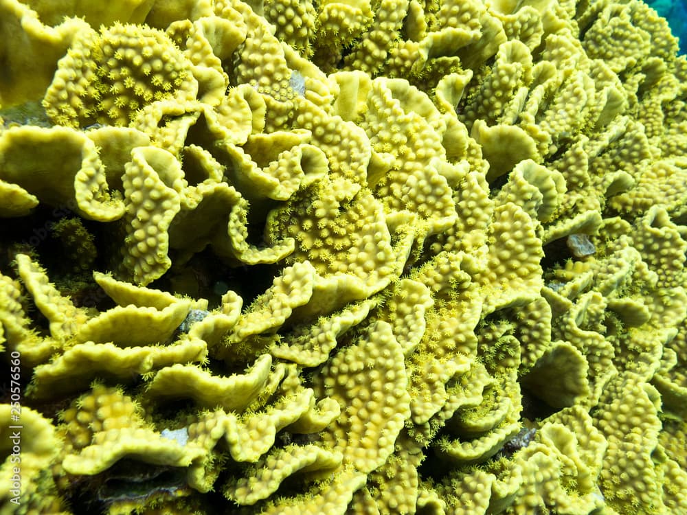 Colorful coral reef at the bottom of tropical sea, underwater landscape.