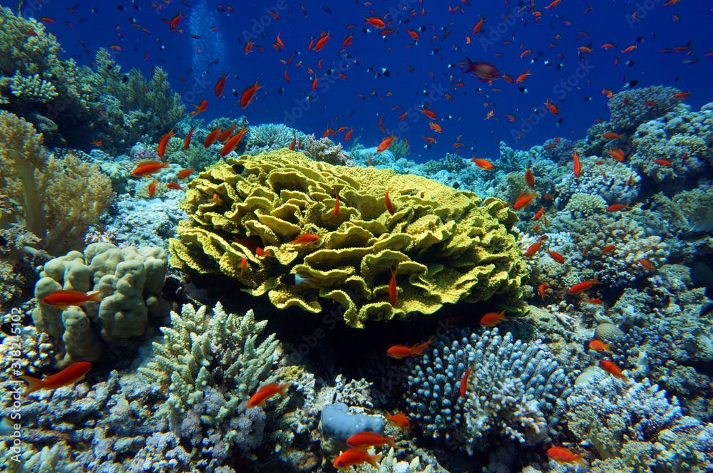 turbinaria coral