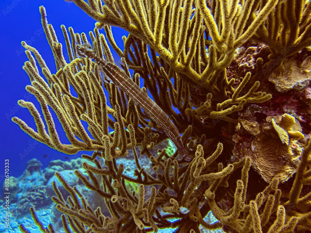 Aulostomus maculatus, the West Atlantic trumpetfish