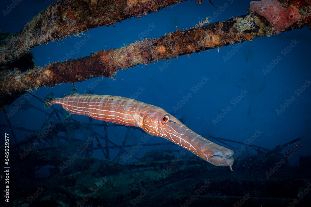 A very cool looking trumpetfish (Aulostomus maculatus) on the reef off the Dutch Caribbean island of Sint Maarten