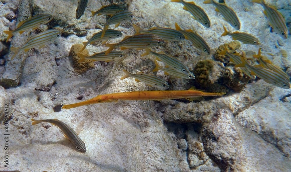 Aulostomus maculatus and other tropical fish in the reef under water 