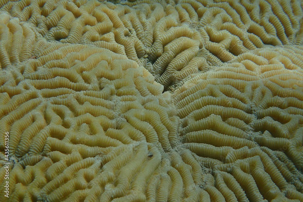 some Favia coral texture
