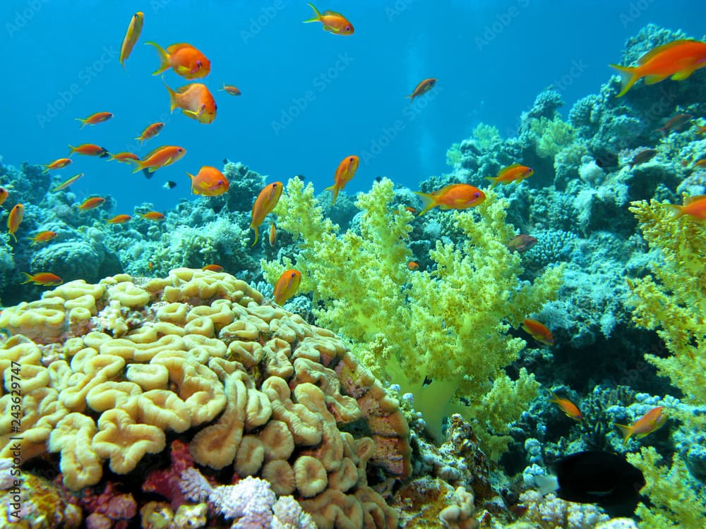 Colorful coral reef on the bottom of tropical sea, underwater landscape.