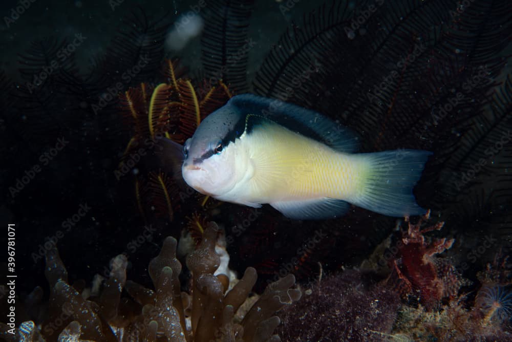 Black-stripe Dottyback Pseudochromis perspicillatus