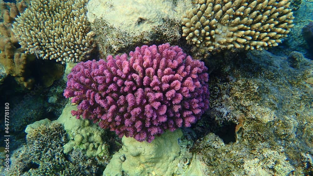 Stony coral rasp coral, or cauliflower coral, knob-horned coral (Pocillopora verrucosa) undersea, Red Sea, Egypt, Sharm El Sheikh, Nabq Bay