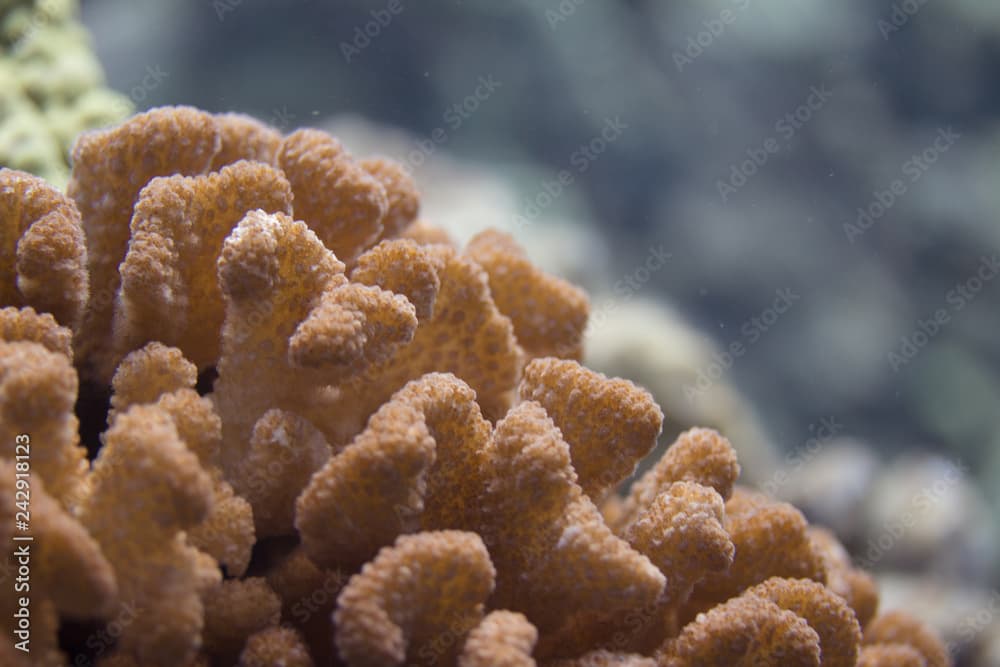 Cauliflower Coral in Hawaii