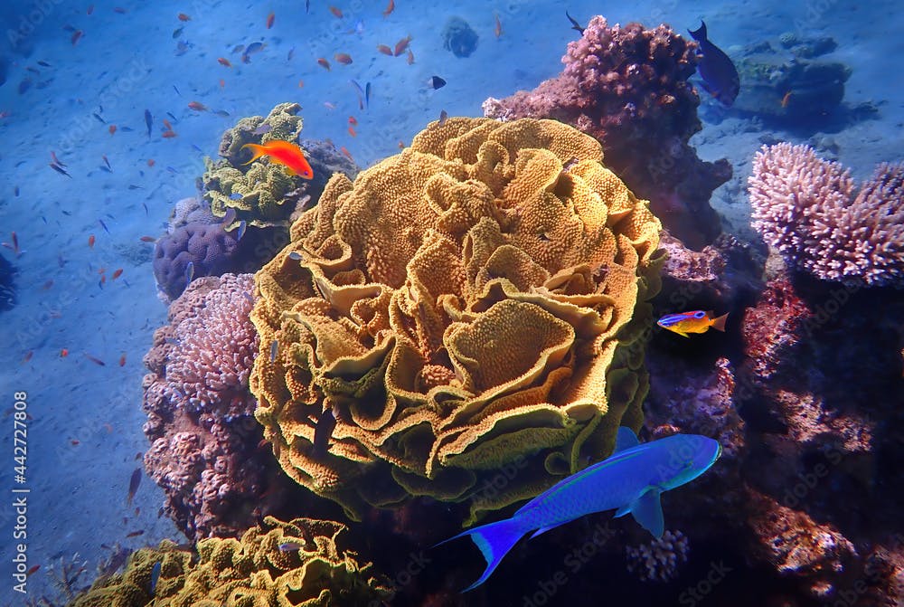 Coral reefs, concept of biodiversity of marine ecosystems untouched by human activities, Red Sea, Sinai, Middle East
