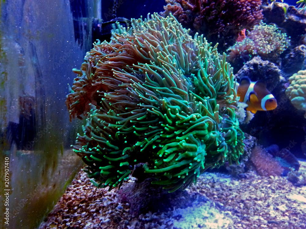 Green euphyllia lps coral in reef aquarium tank