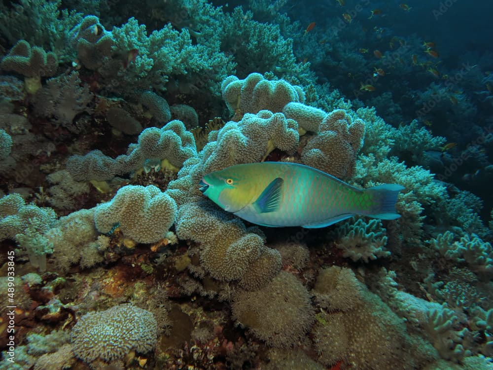 Rusty parrotfish Scarus ferrugineus 