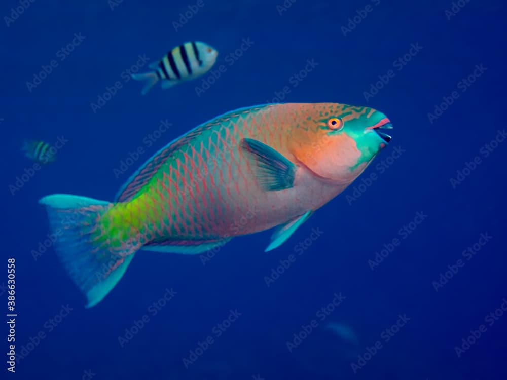 Rusty parrotfish (Scarus ferrugineus)