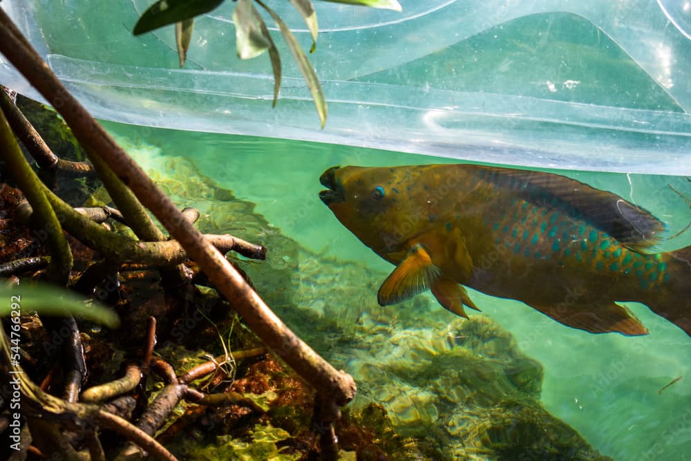 Photography of Scarus guacamaia underwater. Fish. Aquamarine. Happy. Smiling. Large eyes. Multicolored. Scales