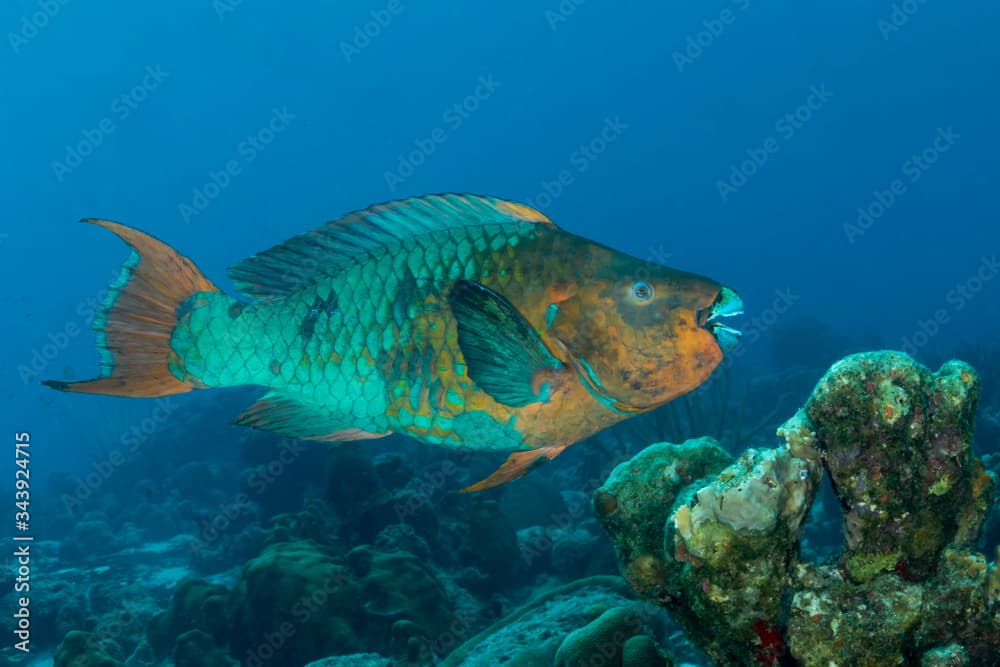 Rainbow Parrotfish swimming over a coral reef - Bonaire