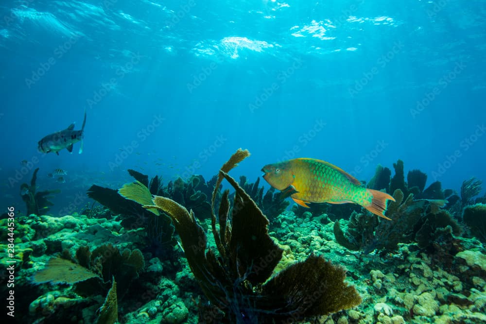 Rainbow parrotfish (Scarus guacamaia) swimming above the coral reef at Looe Key, Florida