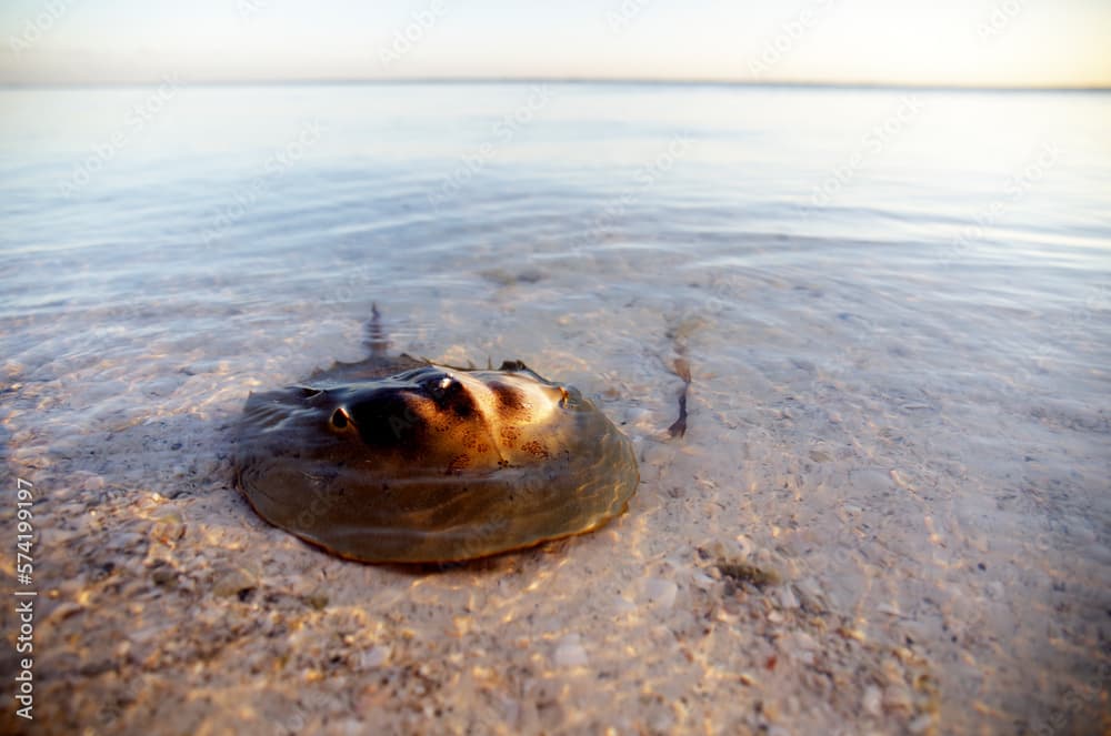 Horseshoe crab (Limulus polyphemus) crawling in sand