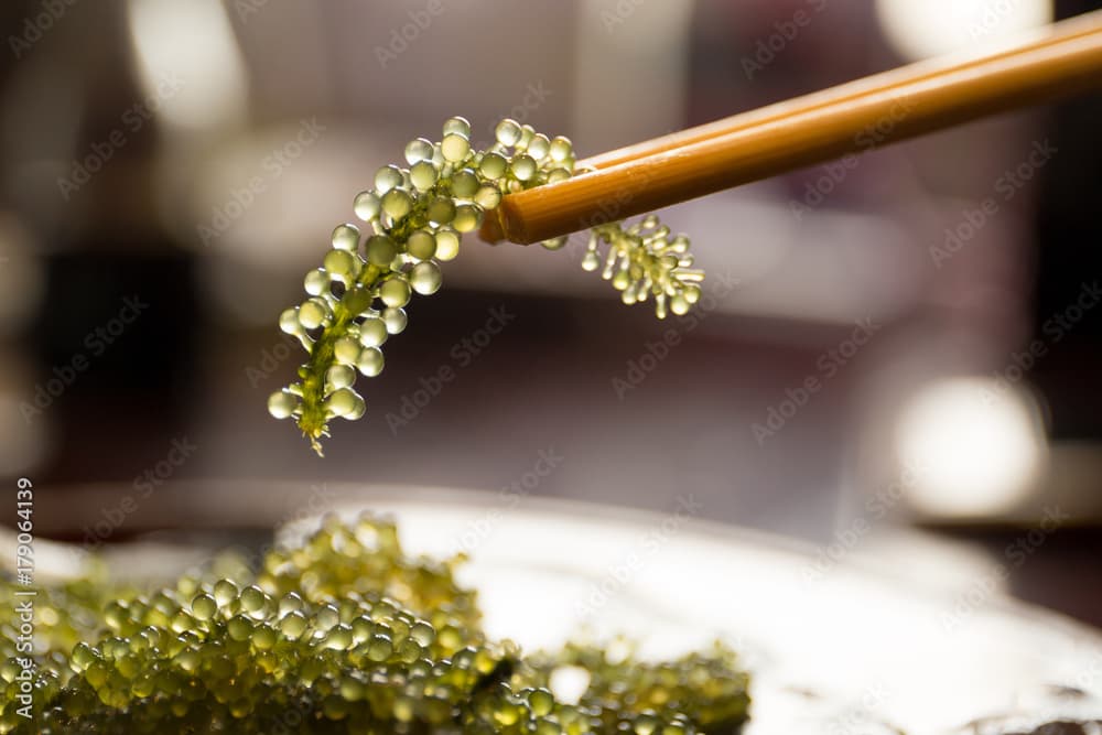 Chopsticks with Umi-budou Seaweed or sea grapes ( green caviar ) seaweed