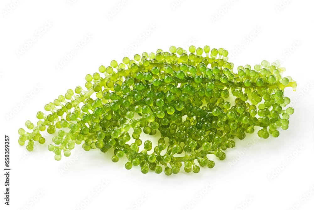 green sea grapes seaweed isolated on white background.