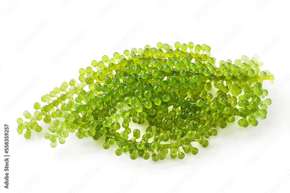 green sea grapes seaweed isolated on white background.