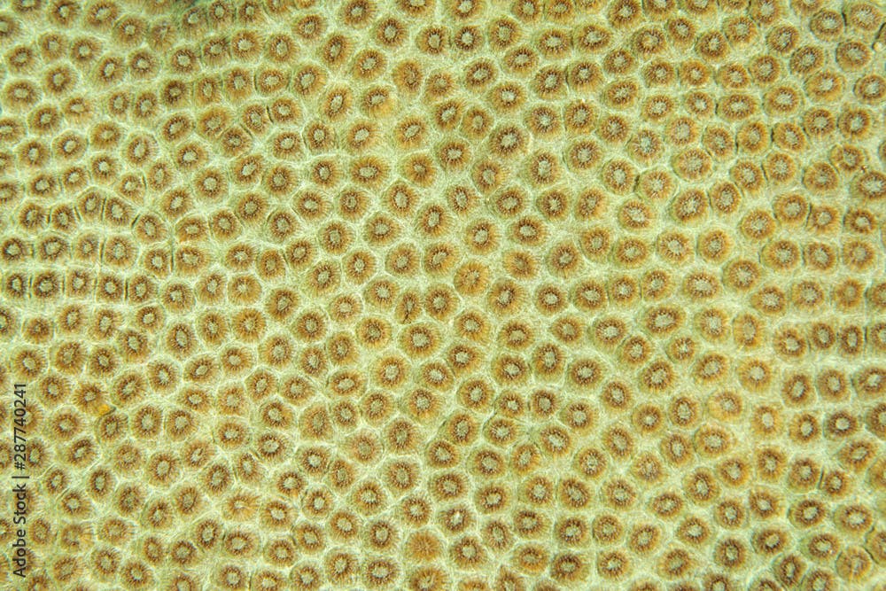 Closeup of hard coral, Favia stelligera, Raja Ampat Indonesia.