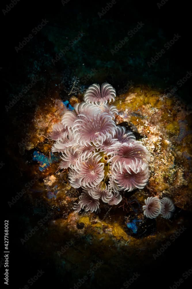 Social feather duster (Bispira brunnea) worm on the reef off the Dutch Caribbena island of Sint Maarten