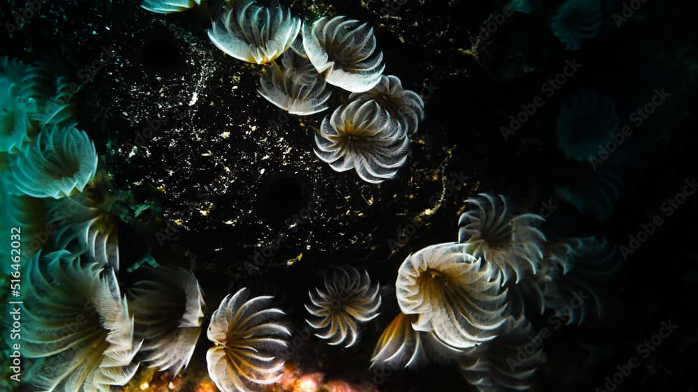 A Social Feather Duster on Coral Reef of Curacao