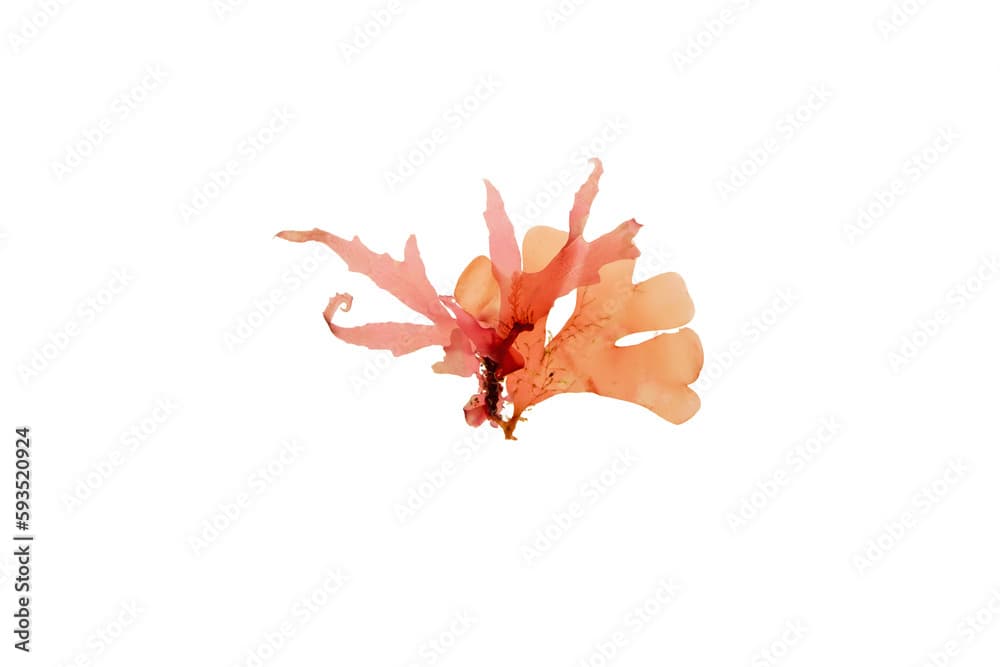 Rhodymenia pseudopalmata red seaweed isolated transparent png. Leafy red algae.