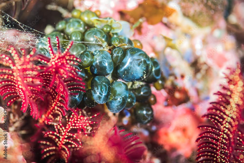 Ball-shaped seaweed. Valonia or Elongated sea pearls (Valonia macrophysa Kützing). Owase, Mie, Japan