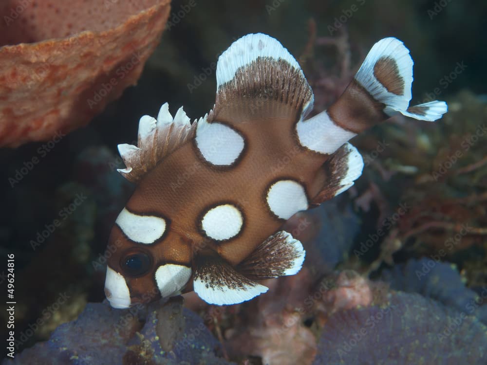 Harlequin sweetlips