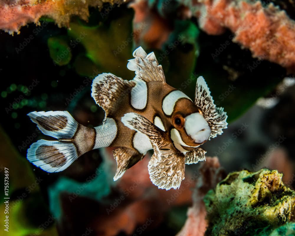 Juv Oriental sweetlips, Plectorhinchus chaetodonoides, juvenile