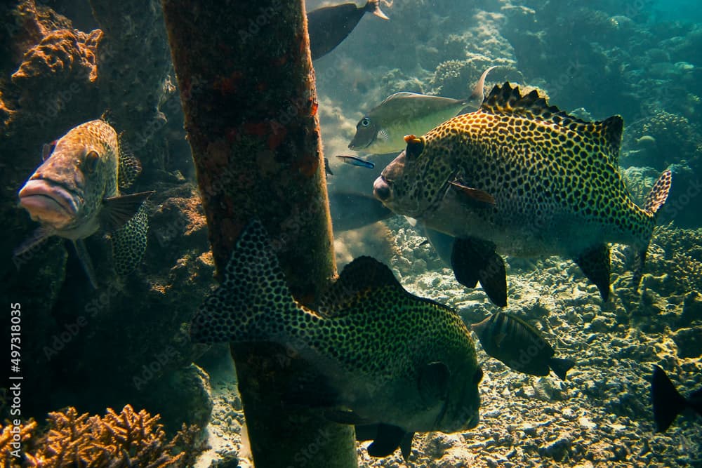 Plectorhinchus Chaetodonoides - Harlequin Sweetlips - Clown Sweetlips - Spotted Sweetlips - Many-spotted Sweetlips