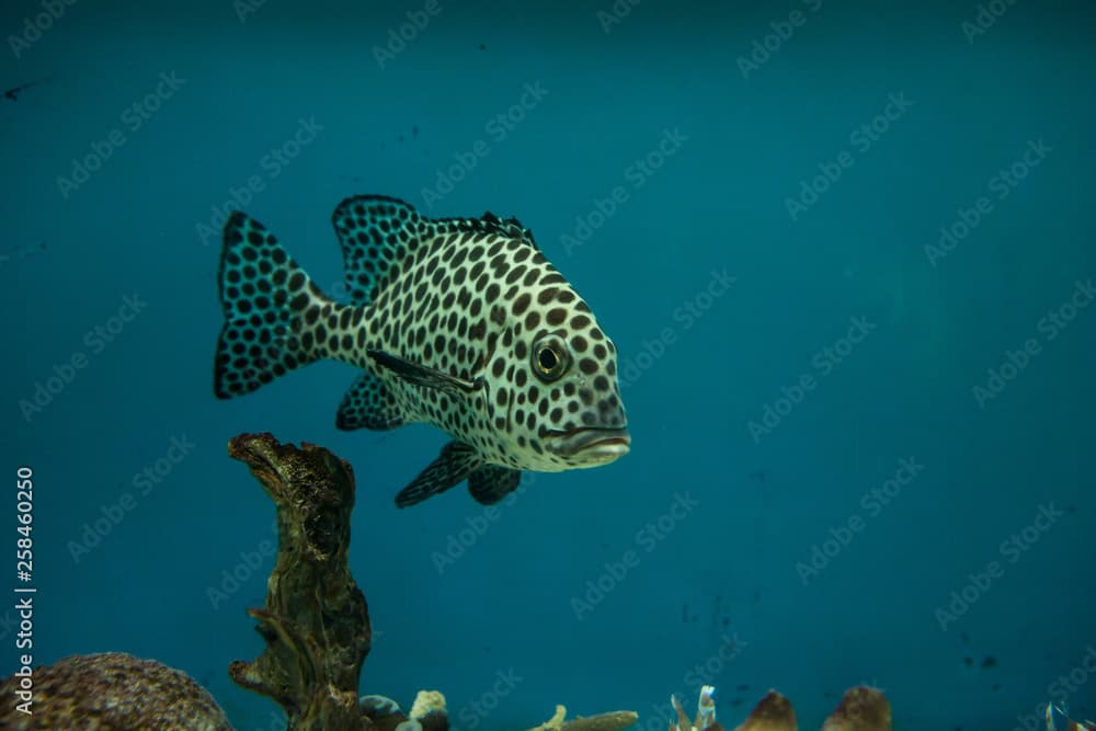 Harlequin sweetlips, Plectorhinchus chaetodonoides in the aquarium