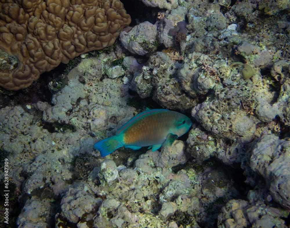 Greenbelly parrotfish - Scarus falcipinnis, Australia.