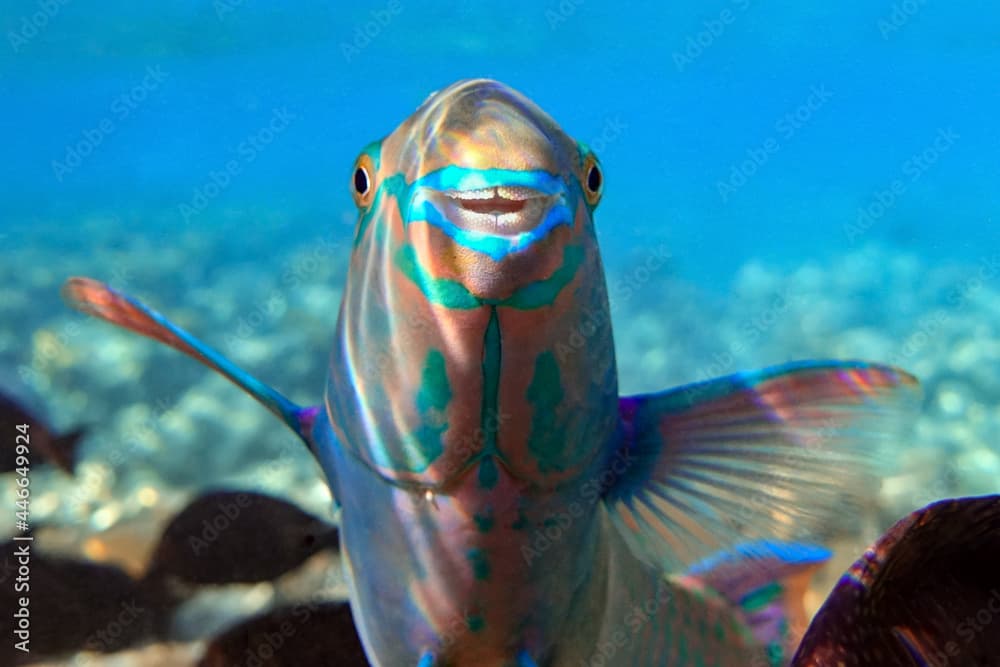 Greenbelly parrotfish - Scarus falcipinnis, Red sea Egypt