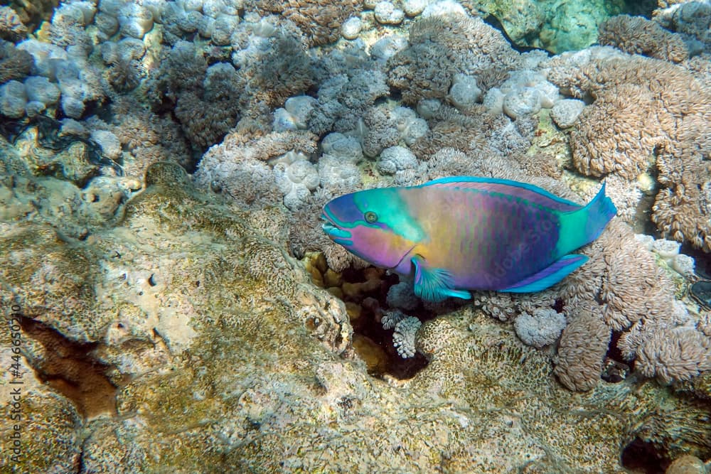 Greenbelly parrotfish - Scarus falcipinnis, Red sea Egypt