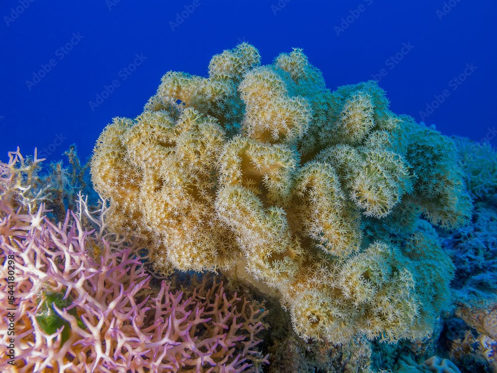 organ-pipe coral