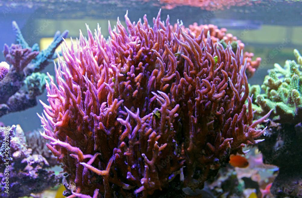 Pink Birdsnest Coral (Seriatopora hystrix) 