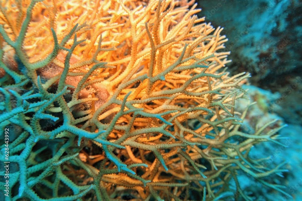 Branches of colonial stony coral Seriatopora hystrix commonly known as thin birds nest coral