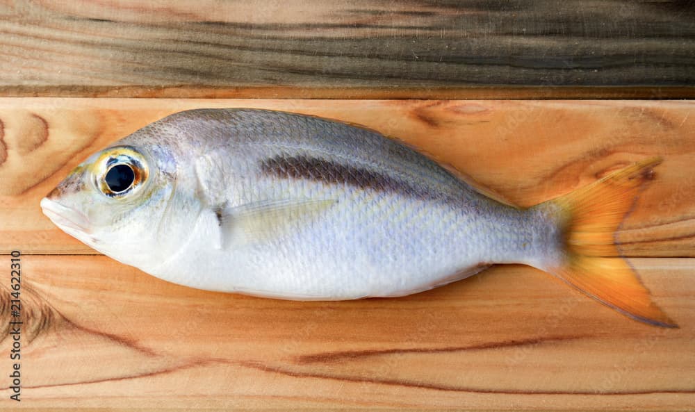 monogrammed monocle bream · Scolopsis monogramma · Reeflings Library