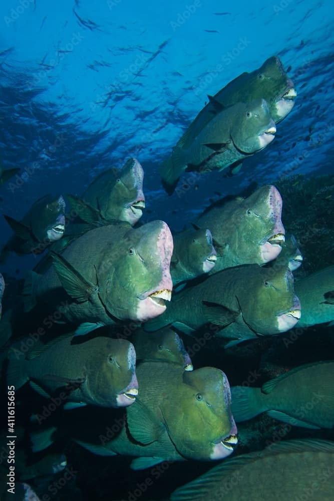 School of bumphead parrotfish (Bolbometopon muricatum), near Sipadan Island, Malaysia