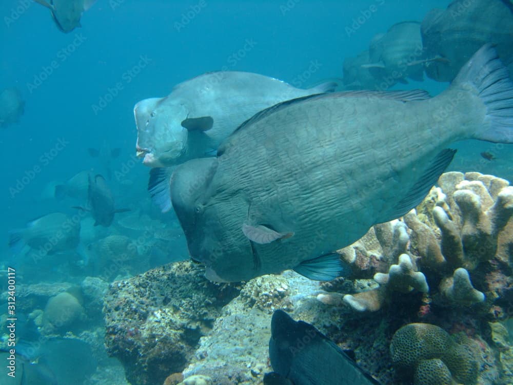 Shoal of bumphead parrotfish (Bolbometopon muricatum) feeding on coral, Borneo